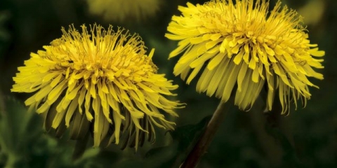 Ljekovita svojstva maslačka (lišće, cvijeće) za ljudski organizam: upotreba u tradicionalnoj medicini, recepti za infuzije, dekocije